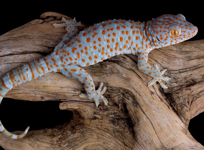 Wallpaper Gecko, reptile, lizard, Animals 6954818904
